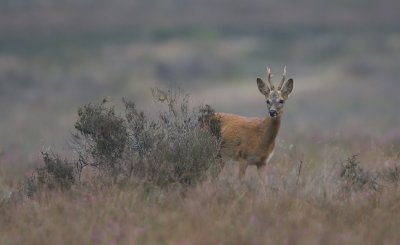 Ree/Roe Deer