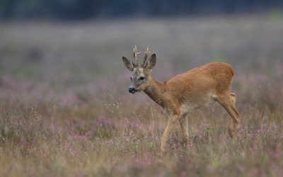 Ree/Roe Deer