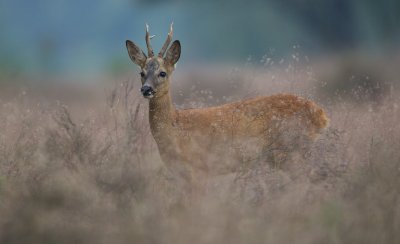 Ree/Roe Deer