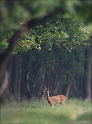 Ree/Roe Deer