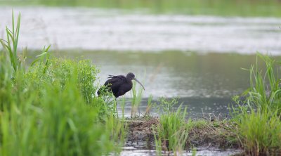 Zwarte Ibis/Glossy Ibis
