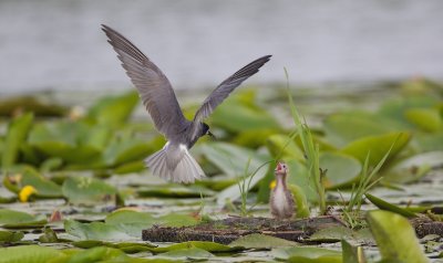 Zwarte Stern/Black Tern