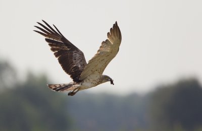Slangenarend 2014 (Belgi)/Short-toed Eagle 2014 (Belgium)