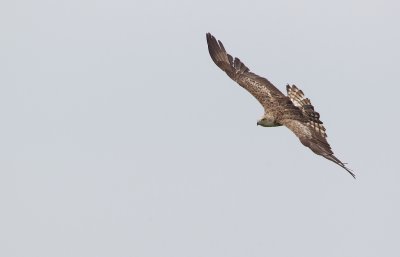 Slangenarend/Short-toed Eagle