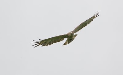 Slangenarend/Short-toed Eagle