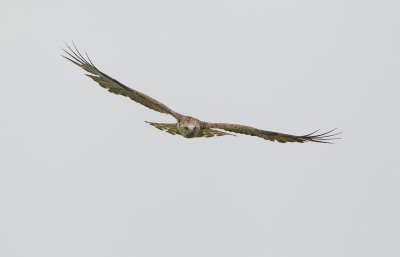 Slangenarend/Short-toed Eagle