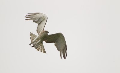 Slangenarend/Short-toed Eagle