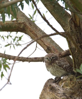 Steenuil/Little Owl