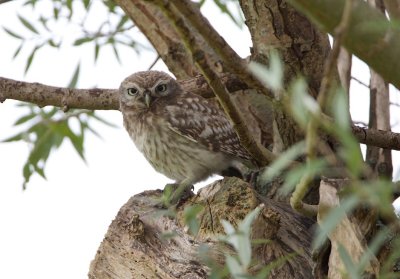 Steenuil/Little Owl