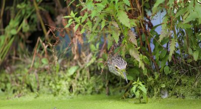 Kwak/Night Heron