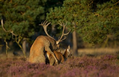 Edelhert/Red Deer