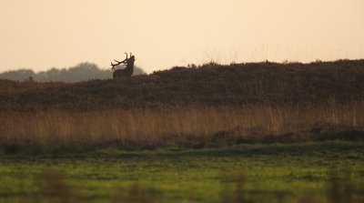 Edelhert/Red Deer