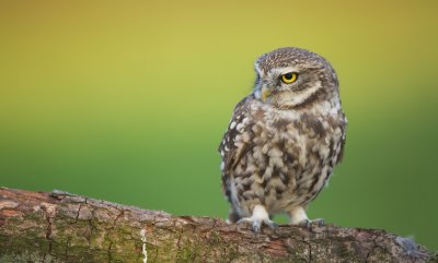 Steenuil/Little Owl