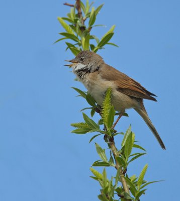 Grasmus/Common Whitethroat