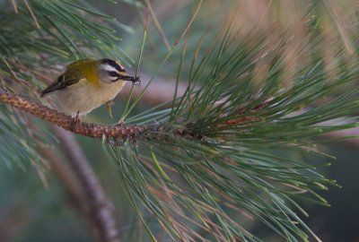 Vuurgoudhaantje/Firecrest