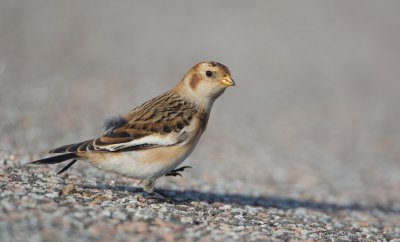 Sneeuwgors/Snow Bunting