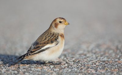 Sneeuwgors/Snow Bunting