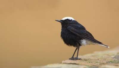 Witkruintapuit/White-crowned Wheatear