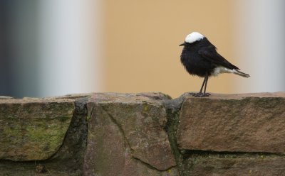 Witkruintapuit/White-crowned Wheatear
