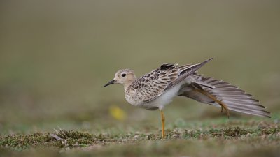 Blonde Ruiter/Buff-Breasted Sandpiper