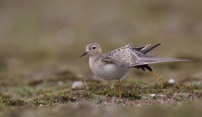 Blonde Ruiter/Buff-Breasted Sandpiper