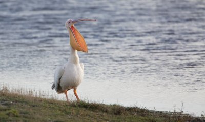 Roze Pelikaan/White Pelican