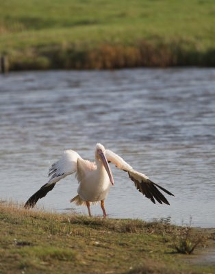 Roze Pelikaan/White Pelican