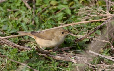 Kleine Karekiet/Reed Warbler