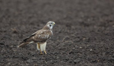 Buizerd/Buzzard
