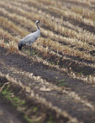 Kraanvogel/Crane
