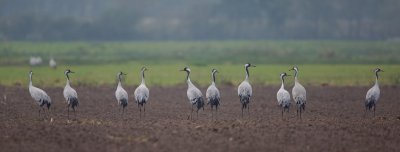 Kraanvogel/Crane