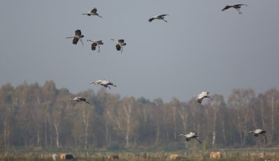 Kraanvogel/Crane