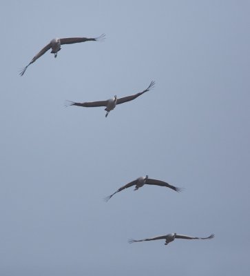 Kraanvogel/Crane