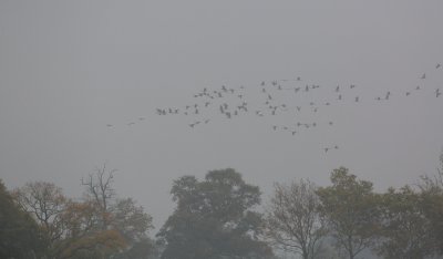 Kraanvogel/Crane