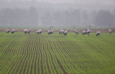 Kraanvogel/Crane