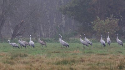 Kraanvogel/Crane