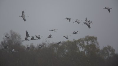Kraanvogels Diepholz 2014 (Duitsland)/Common Crane Diepholz 2014 (Germany)