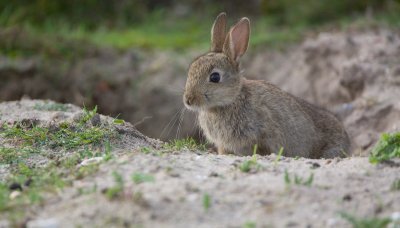 Konijn/Rabbit