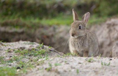 Konijn/Rabbit