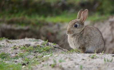 Konijn/Rabbit
