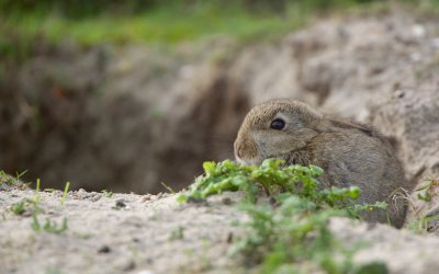 Konijn/Rabbit