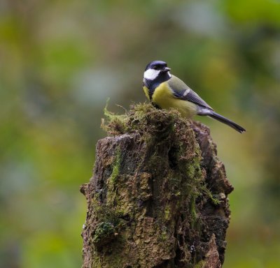 Koolmees/Great Tit