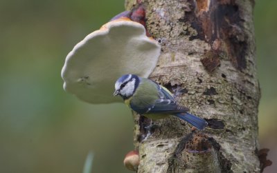 Pimpelmees/Blue Tit