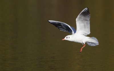 Kokmeeuw/Black-headed Gull
