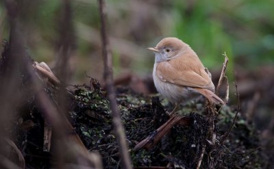 Afrikaanse Woestijngrasmus/African Desert Warbler