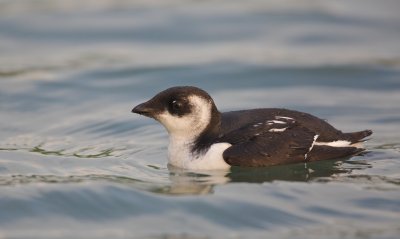 Kleine Alk/Little Auk