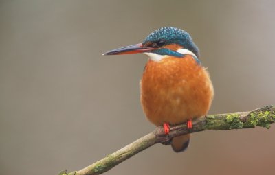 IJsvogel/Kingfisher