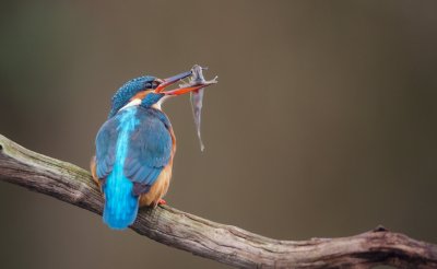 IJsvogel/Kingfisher