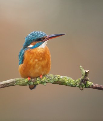 IJsvogel/Kingfisher