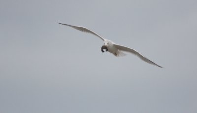 Zilvermeeuw/Herring Gull